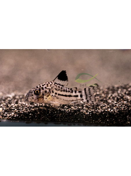Corydoras julii