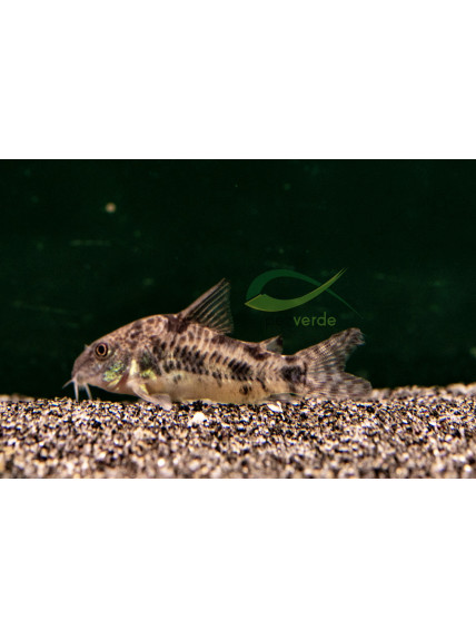 Corydoras paleatus – Corydora pimienta