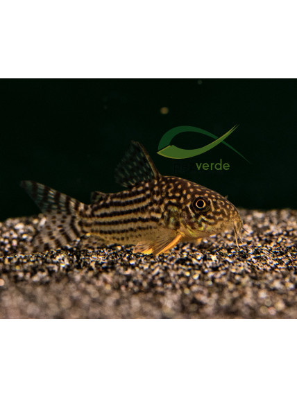 Corydoras sterbai