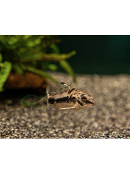 Corydoras habrosus