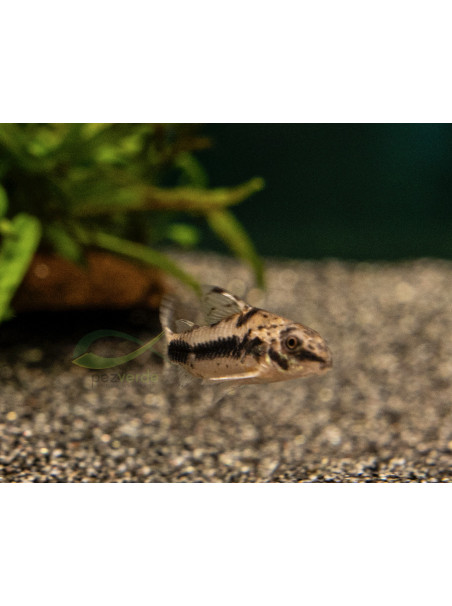 Corydoras habrosus