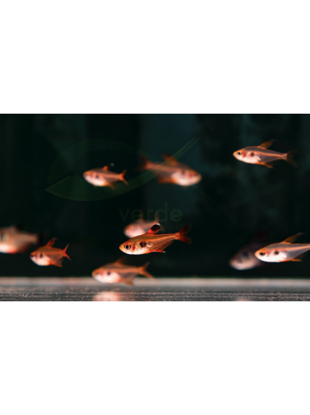 Hyphessobrycon sweglesi – Tetra Fantasma Rojo