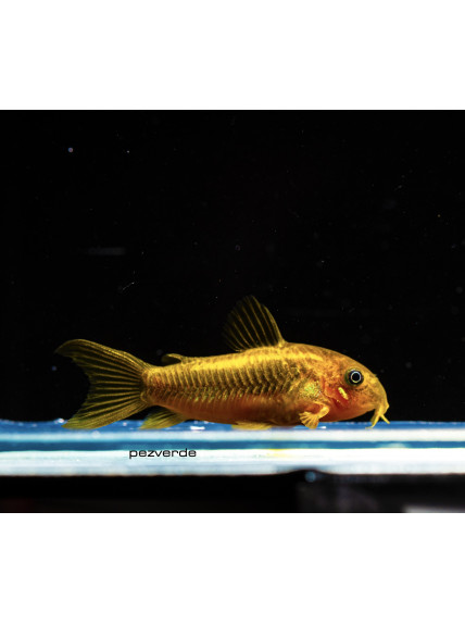 Corydoras peru neon orange