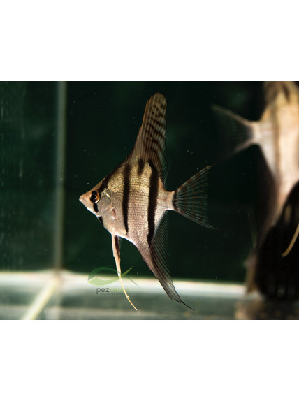 Pterophyllum scalare var ‘Dantum’