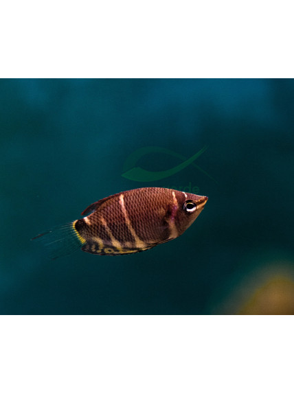 Sphaerichthys osphromenoides – Gourami Chocolate 2