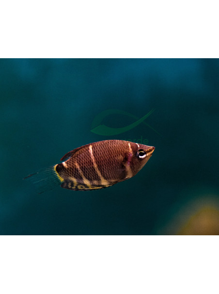 Sphaerichthys osphromenoides – Gourami Chocolate