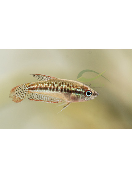 Trichopsis pumila – Gourami pigmeo