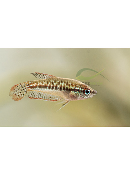Trichopsis pumila – Gourami pigmeo