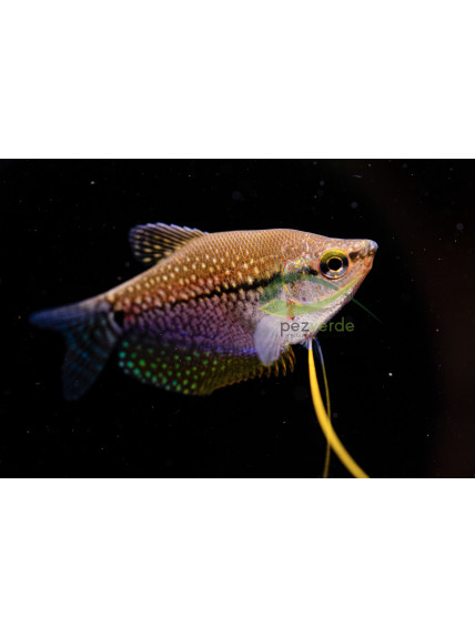 Gourami Perla