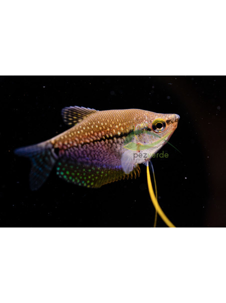 Gourami Perla