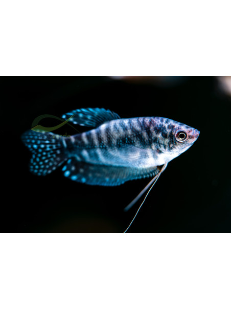 Trichogaster trichopterus – Gourami marmol