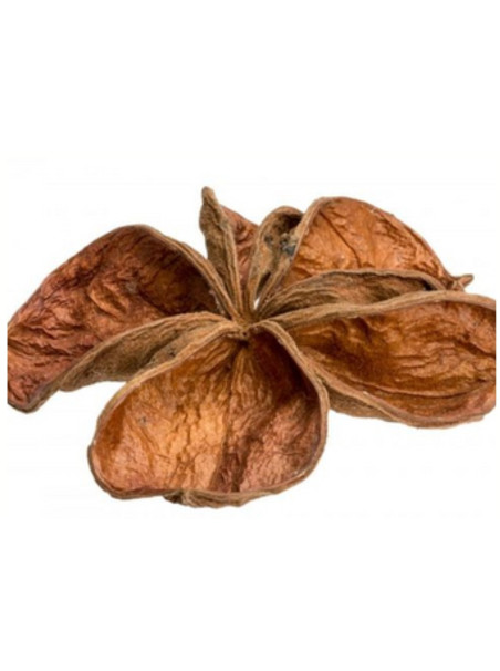 Flor Sterculia - Sakana Botanicals