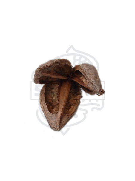 Flor Sororoca - Sakana Botanicals