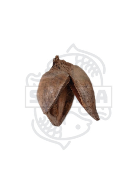 Flor Sororoca - Sakana Botanicals