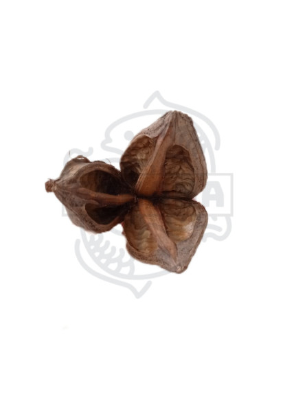 Flor Sororoca - Sakana Botanicals 2