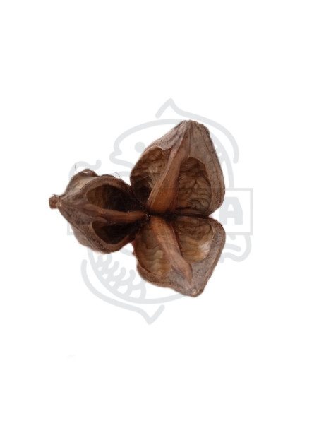 Flor Sororoca - Sakana Botanicals