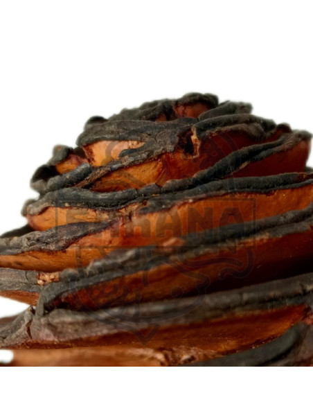 Piña Africana (Pack 3 Unidades) - Sakana Botanicals