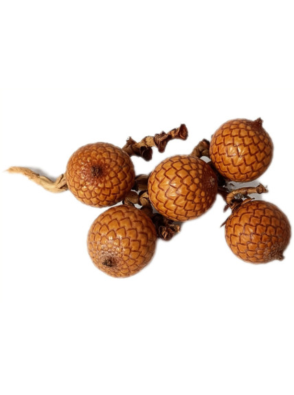 Fruto de Calamus Longisetum (Pack 5 Unidades) - Sakana Botanicals 2