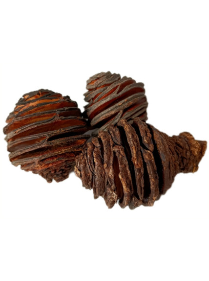 Piña Africana (Pack 3 Unidades) - Sakana Botanicals 2