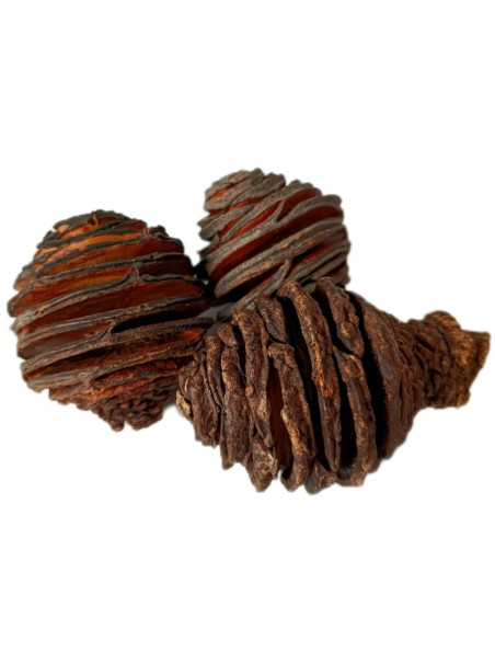 Piña Africana (Pack 3 Unidades) - Sakana Botanicals