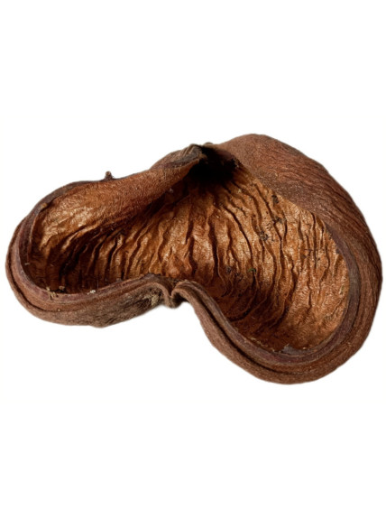 Sterculia - Sakana Botanicals 2