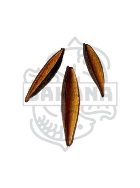 Canoinhas (Pack 3 Unidades) - Sakana Botanicals