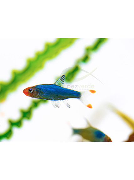 SAWBWA RESPLENDENS MACHO 2-2.5 CM