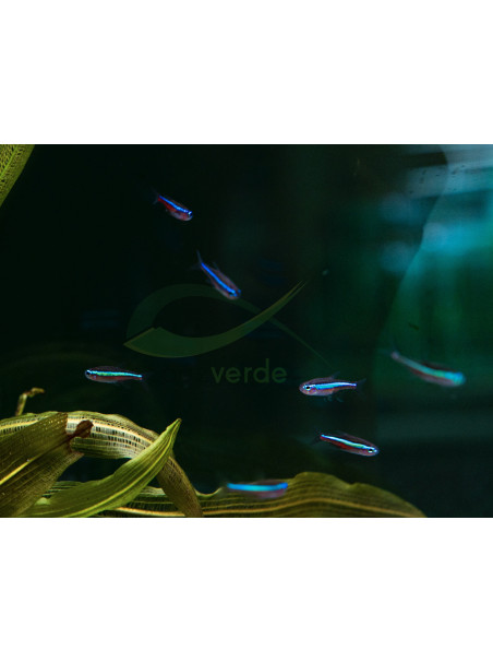 Paracheirodon simulans - Neón Verde