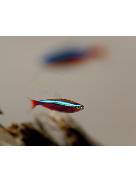 Paracheirodon axelrodi – Neón Cardenal