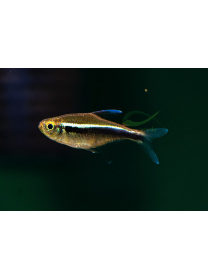 Hyphessobrycon herbertaxelrodi - Neón Negro