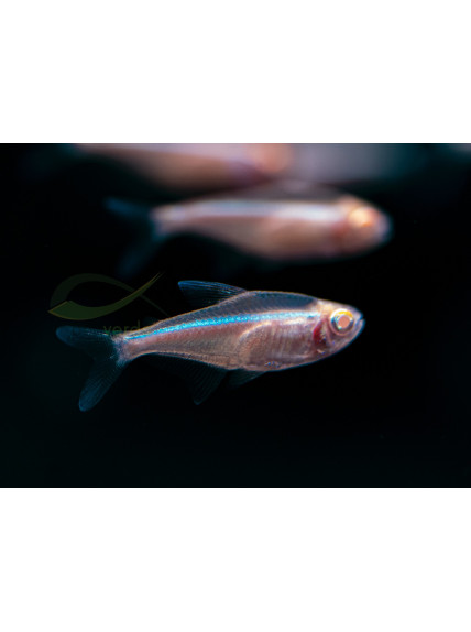 Hyphessobrycon herbertaxelrodi - Neón Negro Albino