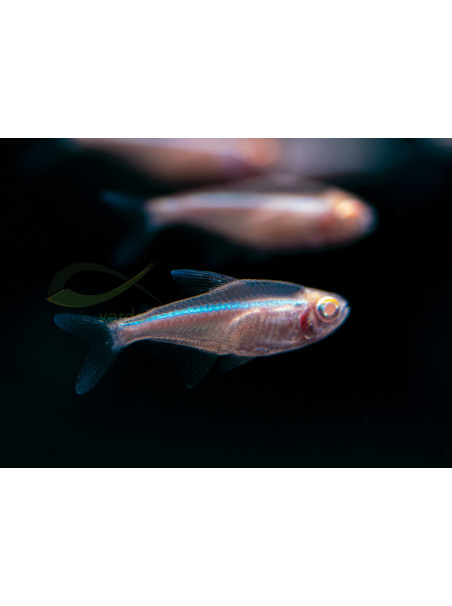 Hyphessobrycon herbertaxelrodi - Neón Negro Albino