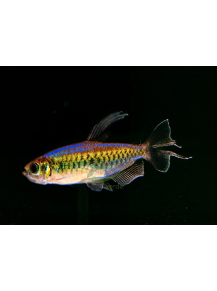 Tetra Congo 3-4 cm