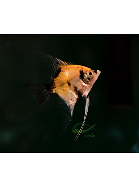 Pterophyllum scalare var ‘Koi’