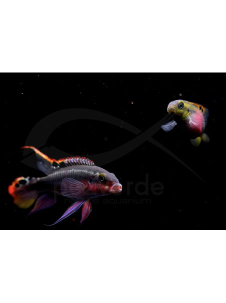 Pelvicachromis pulcher - Kribensis