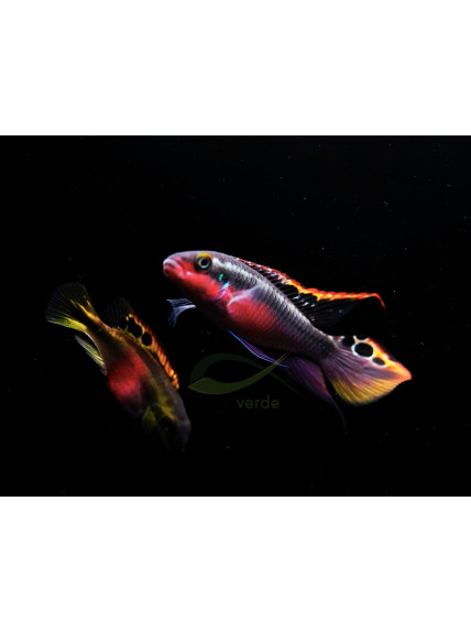 Pelvicachromis pulcher - Kribensis