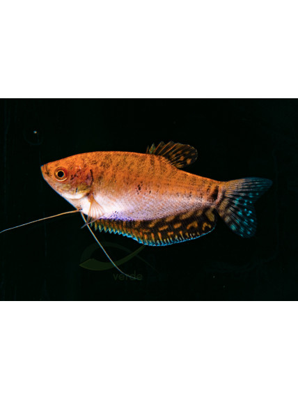 Trichogaster trichopterus var ‘Golden’ – Gourami oro