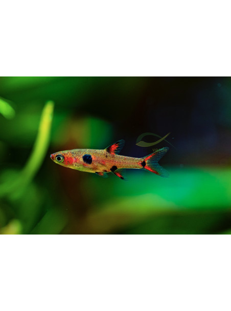 Boraras maculatus  - Rasbora Maculata