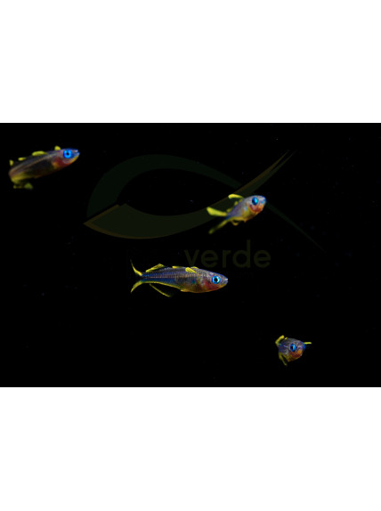 Pseudomugil furcatus – Popondetta furcata