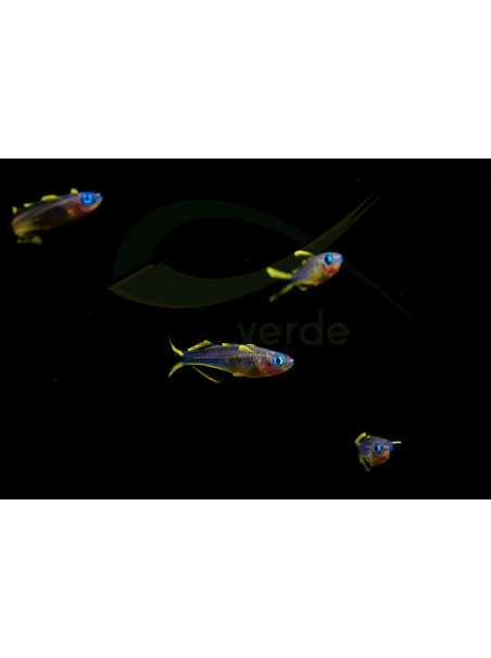 Pseudomugil furcatus – Popondetta furcata