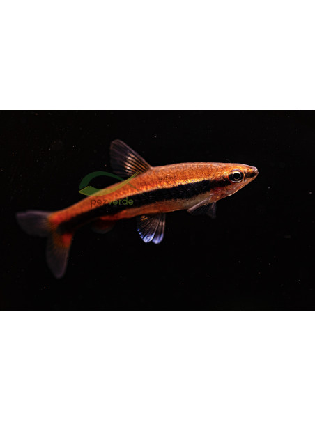 Nannostomus beckfordi - Pez Lápiz Beckfordi