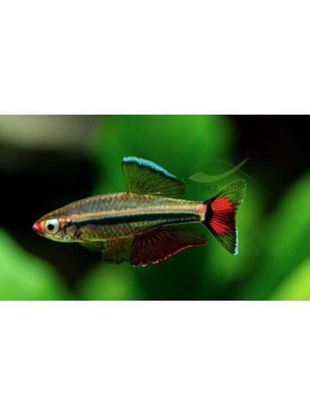 Tanichthys micagemmae – Neón Vietnamita