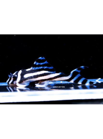 Hypancistrus zebra – L046