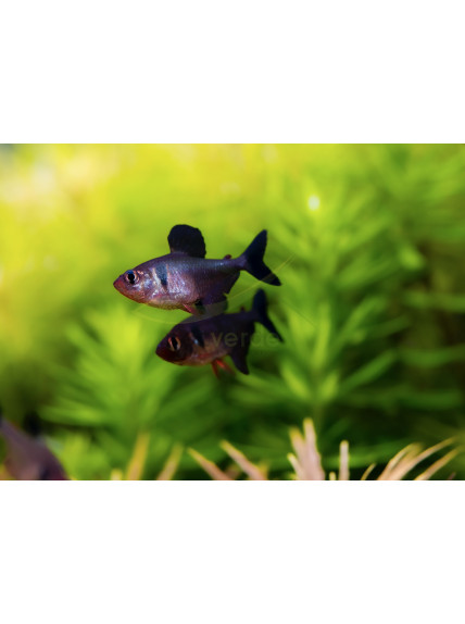 Tetra Fantasma Negro