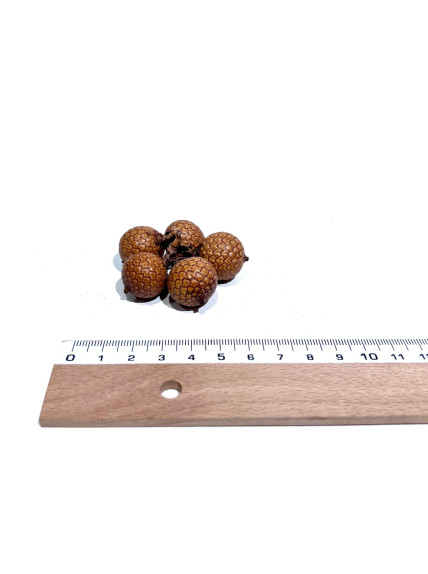 Fruto de Calamus Longisetum (Pack 5 Unidades) - Sakana Botanicals