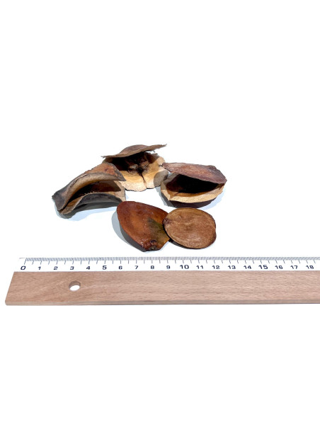 Jacaranda (Pack 5 Unidades) - Sakana Botanicals