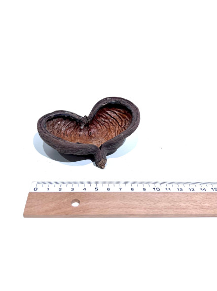 Sterculia - Sakana Botanicals