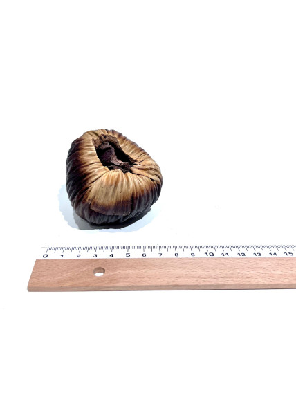 Talami - Sakana Botanicals