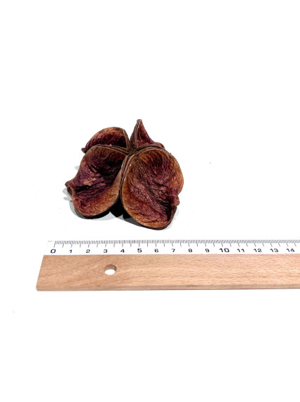 Flor Sterculia - Sakana Botanicals