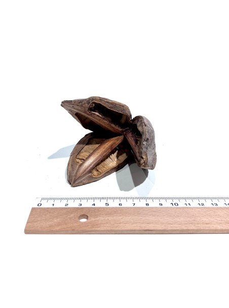 Flor Sororoca - Sakana Botanicals